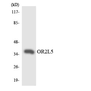 OR2L5 Antibody (aa224-273)