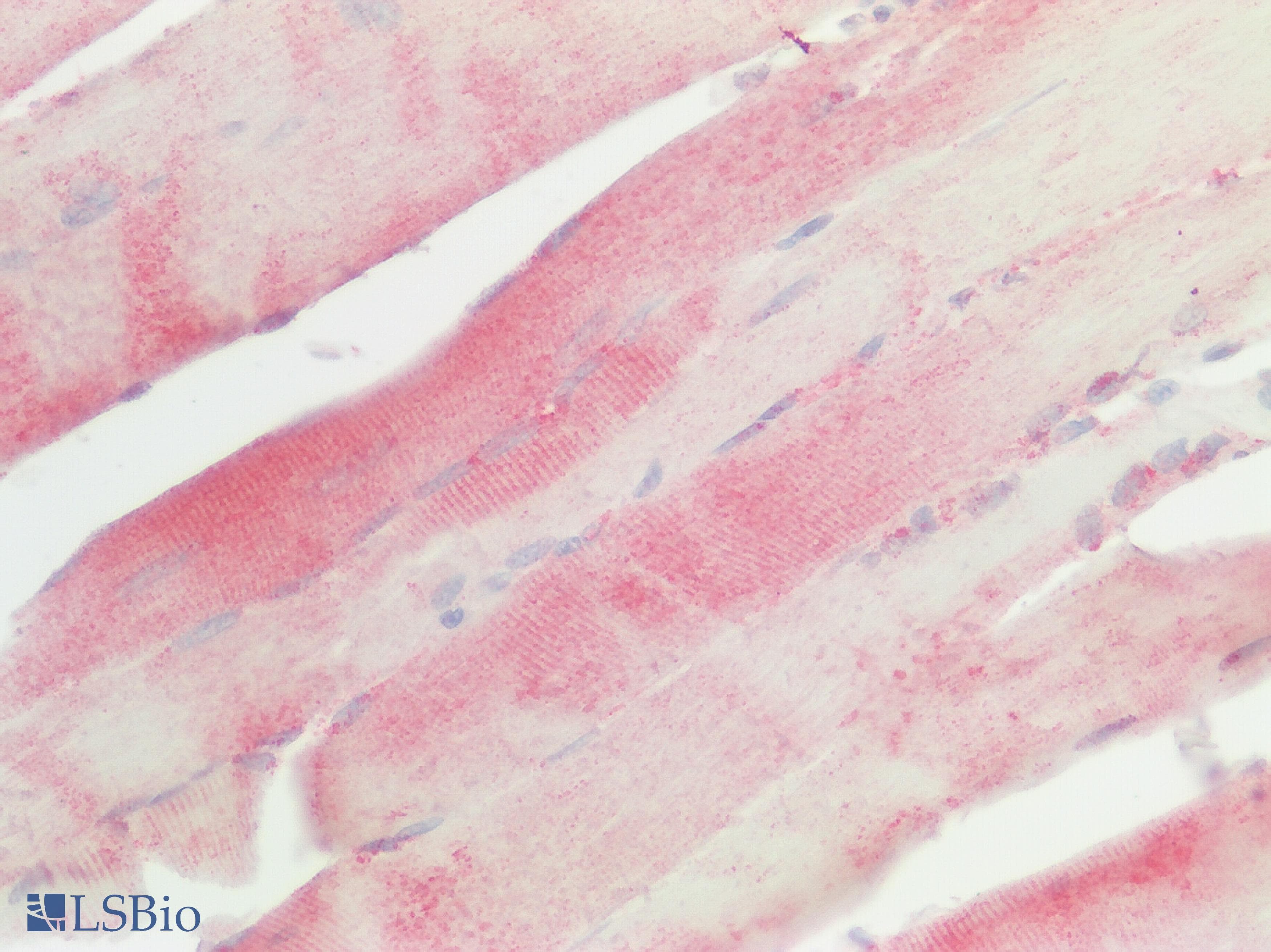 IHC-plus™ SREB / GPR85 Antibody (Extracellular Domain)