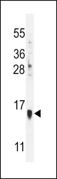 MLANA / Melan-A Antibody (aa34-60)