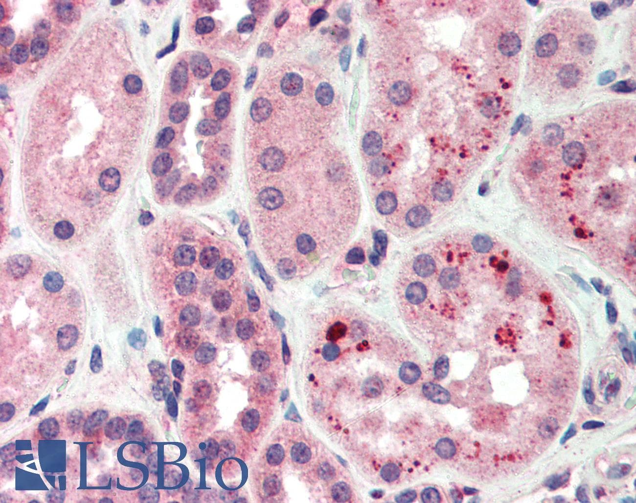 IHC-plus™ C1QTNF3 / CTRP3 Antibody