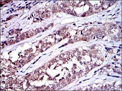 SRC Antibody (clone 1F11)