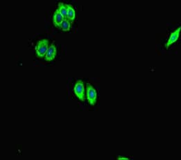 SCG2 / Secretogranin II Antibody