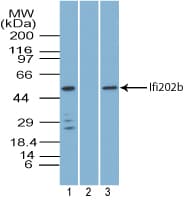 Ifi202b Antibody (aa250-300)