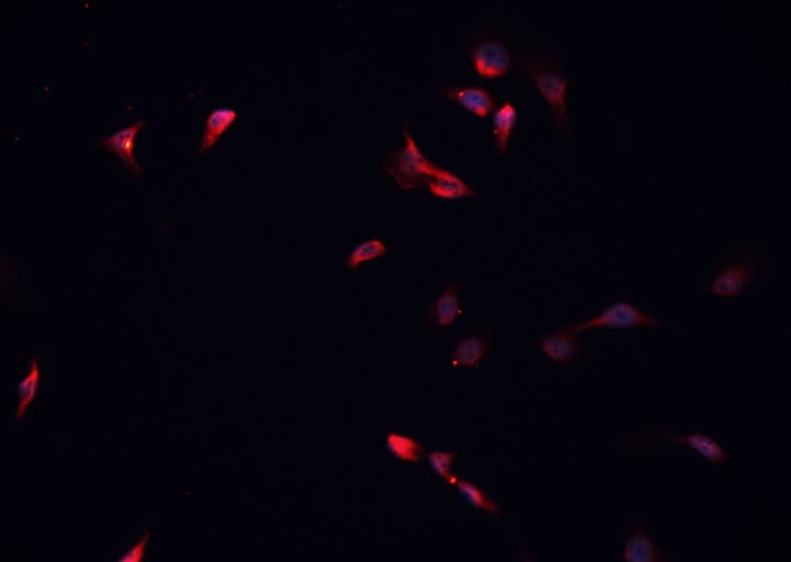 HDAC5 Antibody
