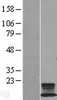 FXYD2 Protein (Over-Expression Lysate Myc-DDK (Flag))
