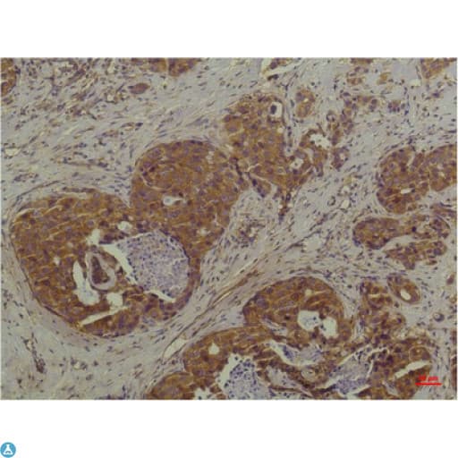 MAPK3 / ERK1 Antibody