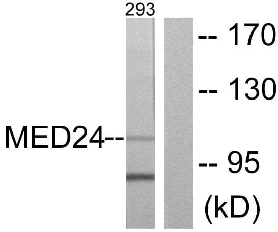 Polyclonal Rabbit anti-Human MED24 / TRAP100 Antibody (IF, WB)