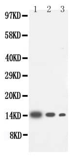 Polyclonal Rabbit anti-Human IL4 Antibody (aa72-98, WB)