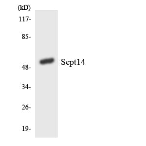 SEPT14 Antibody (aa322-371)