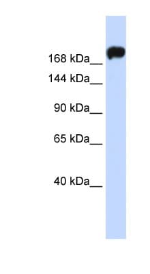 MYH9 Antibody (C-Terminus)