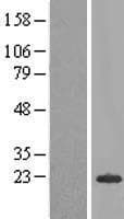 SCP2D1 / C20orf79 Protein (Over-Expression Lysate Myc-DDK (Flag))