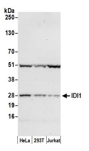 IDI1 / IPP1 Antibody (aa1-50)