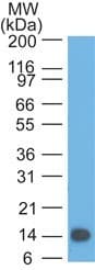 TSLP Antibody (clone 55N1E3)