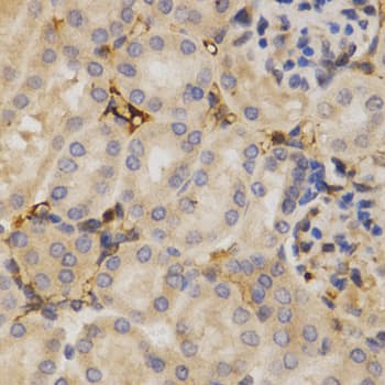 ELAVL1 / HUR Antibody