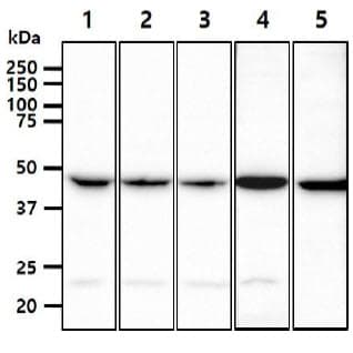 PGD Antibody (clone AT46B3)