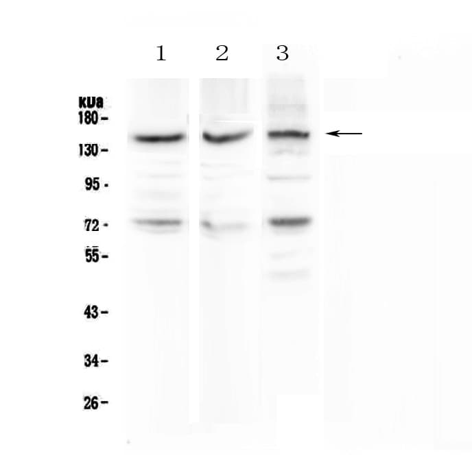 CD163 Antibody