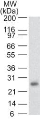 Monoclonal Mouse anti-Human RUNX3 Antibody (clone 2B10E8, aa126-310, IHC, WB)