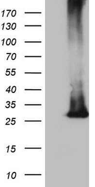 MS4A12 Antibody (clone OTI1H8)