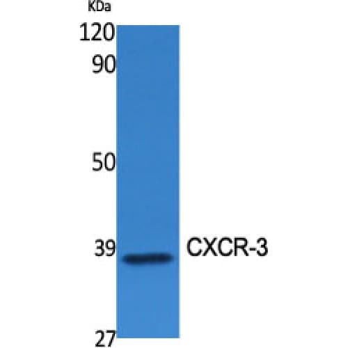 Polyclonal Rabbit anti-Human CXCR3 Antibody (140-220 aa, Internal, WB)