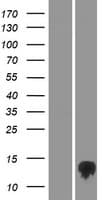 TMEM170B Protein (Over-Expression Lysate Myc-DDK (Flag))