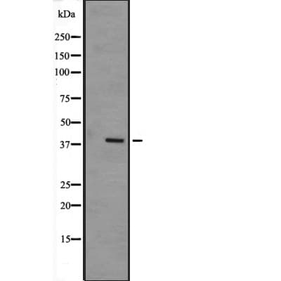 MAPK12 / ERK6 / SAPK3 Antibody