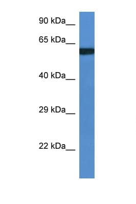Polyclonal Rabbit anti-Mouse UAP1L1 Antibody (aa360-409, WB)