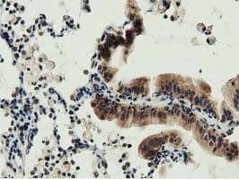 DNAJA2 Antibody (clone OTI3H10)