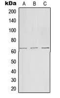 FZD9 / Frizzled 9 Antibody (N-Terminus)