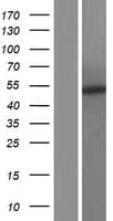 FBX09 / FBXO9 Protein (Over-Expression Lysate Myc-DDK (Flag))