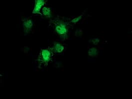 AIPL1 Antibody (clone OTI3B4, Carrier-free)