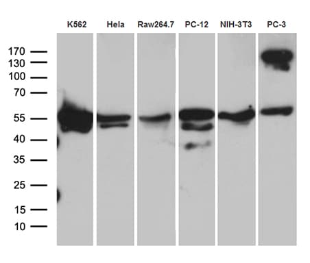 TBL1XR1 / TBLR1 Antibody (clone OTI2A8, Carrier-free)