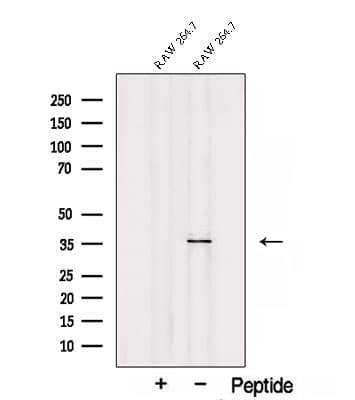 Polyclonal Rabbit anti-Human SEC13 Antibody (WB)