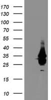 NABP2 Antibody (clone OTI1E11, Carrier-free)