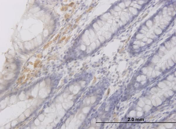RAB42 Antibody (clone 3A2)