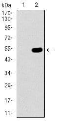 CBX8 Antibody (Amino Acid: 17-222, clone 9C3D4)