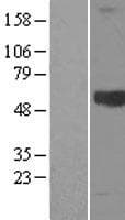 KNG1 / Kininogen / Bradykinin Protein (Over-Expression Lysate Myc-DDK (Flag))