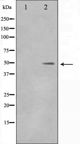 DLX3 Antibody (aa87-137)