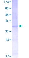Human LNPEP Protein (Recombinant GST, N-terminus)