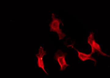 Polyclonal Rabbit anti-Human EFNA3 / Ephrin A3 Antibody (IF, WB)
