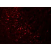 IHC-plus™ SPRYD5 Antibody