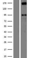AUTS2 Protein (Over-Expression Lysate Myc-DDK (Flag))