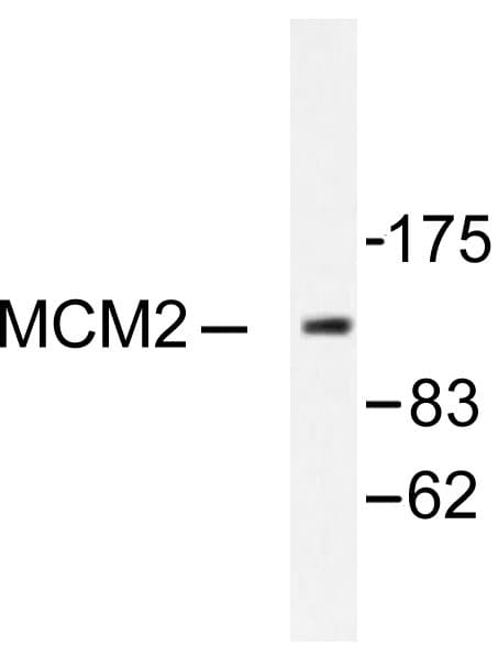 MCM2 Antibody (Ala11)