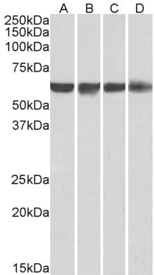 IHC-plus™ PTBP1 Antibody (aa2-14)