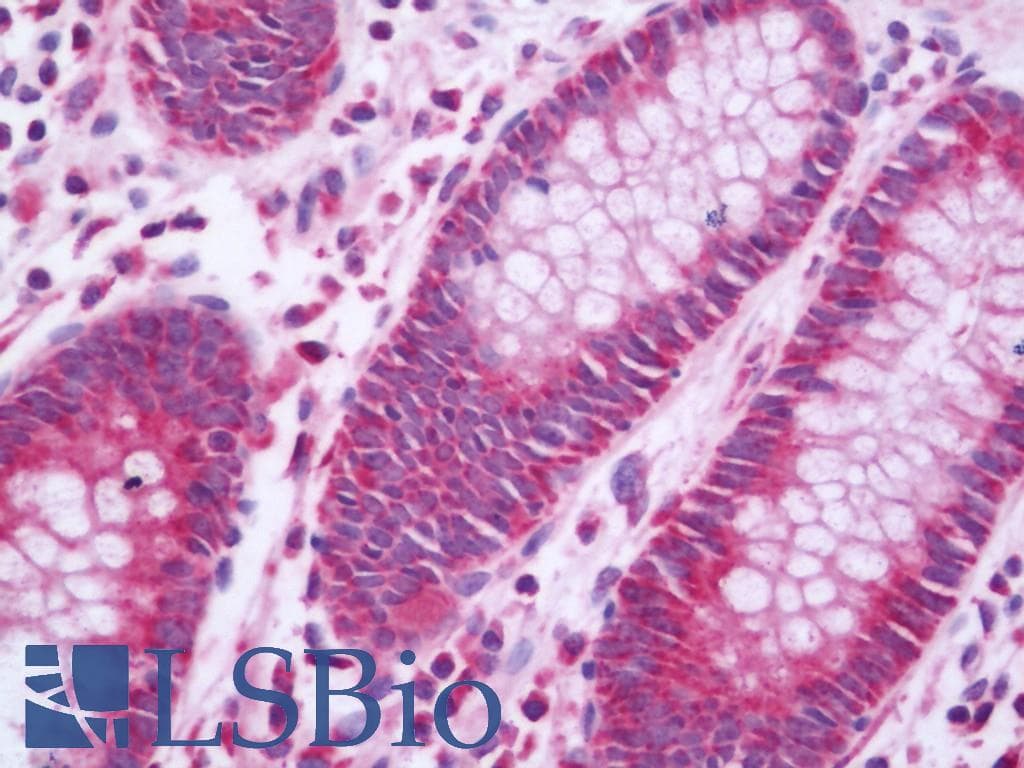IFN Beta / Interferon Beta Antibody (Biotin)