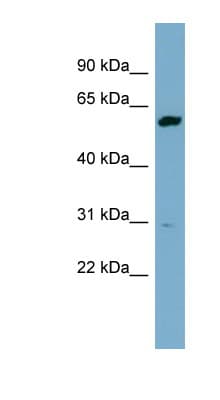DHCR24 / Seladin-1 Antibody (aa431-480)