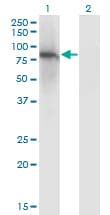 Monoclonal Mouse anti-Human ZNF41 Antibody (clone 4E9, WB)