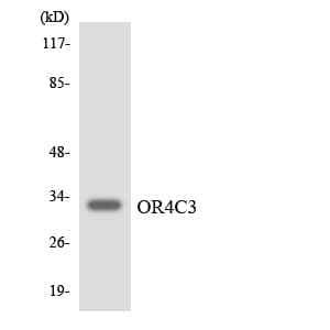 OR4C3 Antibody (aa186-235)