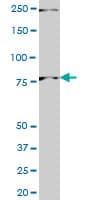 PNN / Pinin Antibody (clone 2B4)