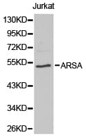 ARSA / Arylsulfatase A Antibody