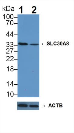 Polyclonal Rabbit anti-Human SLC30A8 / ZNT8 Antibody (aa263-369, WB)